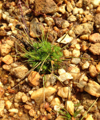 Isolepis hystrix