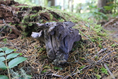 Hydnellum fuscoindicum