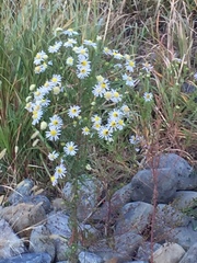 Aster kantoensis
