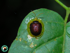 Charidotis furunculus