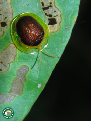 Charidotis furunculus