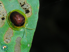 Charidotis furunculus