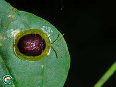 Charidotis furunculus