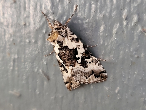 Salt-and-pepper Looper Moth photo 5