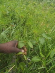 Cyperus prolifer