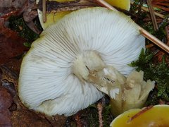 Tricholoma fumosoluteum