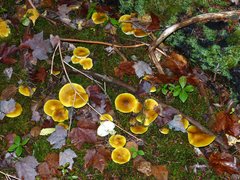 Tricholoma fumosoluteum