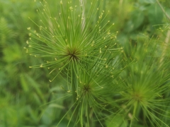 Cyperus prolifer