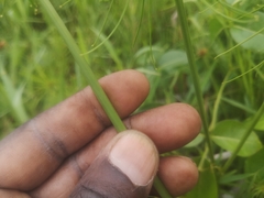 Cyperus prolifer