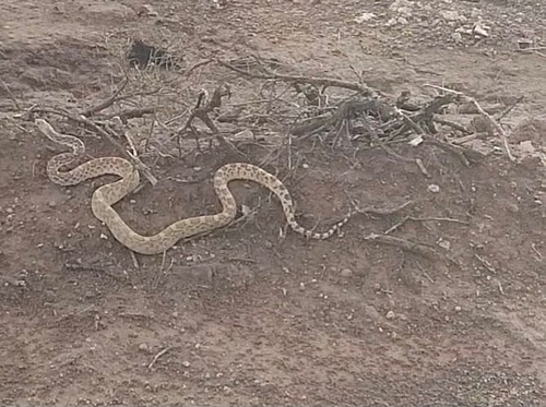 Sonoran Gopher Snake