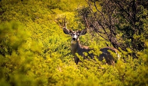 Mule Deer