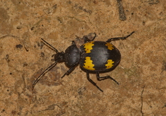 Craspedophorus