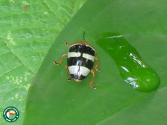 Mycotretus psittacus