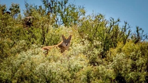 Coyote