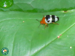 Mycotretus psittacus