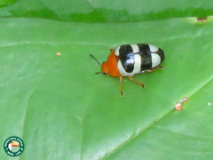 Mycotretus psittacus