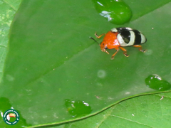 Mycotretus psittacus