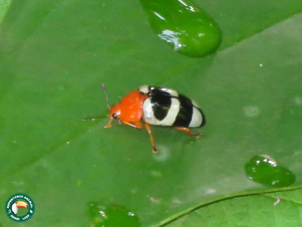 Mycotretus psittacus
