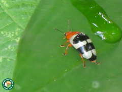 Mycotretus psittacus