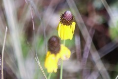 Rudbeckia amplexicaulis