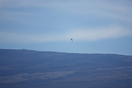 Aves observed 2025-06-16
