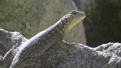 Stenocercus crassicaudatus