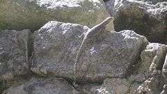 Stenocercus crassicaudatus