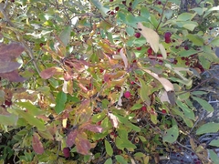 Ilex mucronata image