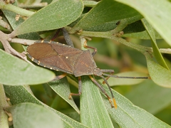 Amorbus atomarius