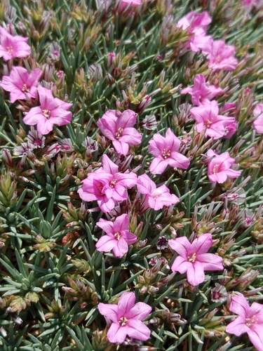 Acantholimon ulicinum