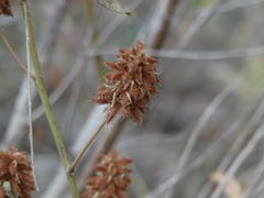 Glycyrrhiza
