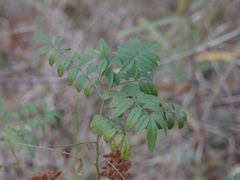 Glycyrrhiza