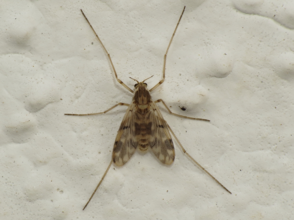 Rheopelopia eximia
