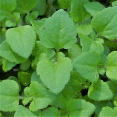 Veronica hederifolia