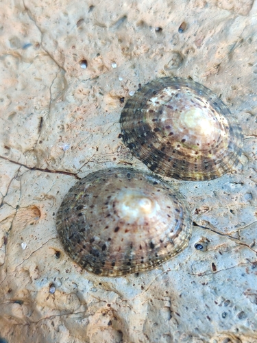 Patella rustica