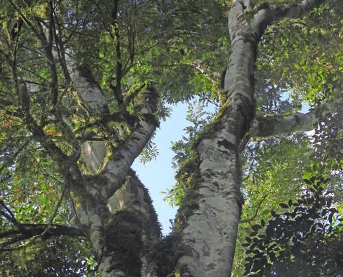 Holocalyx balansae, photograph 1