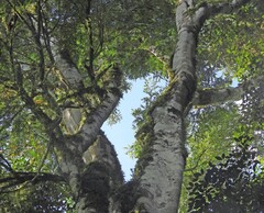 Holocalyx balansae, photograph author not stated, no rights reserved