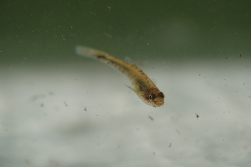 Caucasian dwarf goby (Knipowitschia caucasica) — Gobiidae
