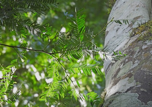 Holocalyx balansae, photograph 3