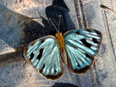 Dynamine postverta mexicana