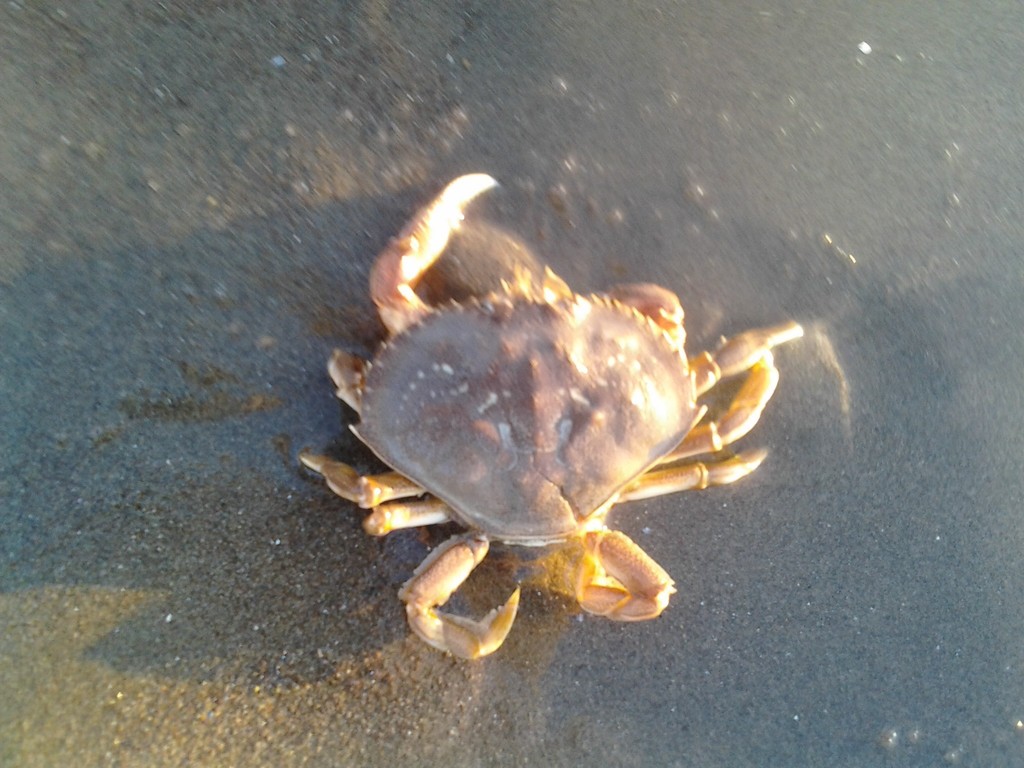 Dungeness Crab (Marine Species of Crab Cove (Alameda, CA