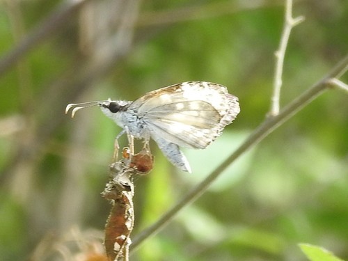 White-patched Skipper