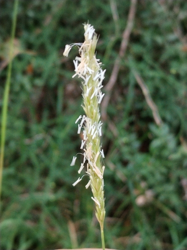 Sesleria autumnalis, photograph 6