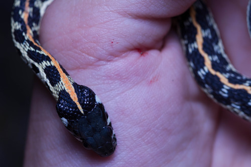 Thamnophis cyrtopsis