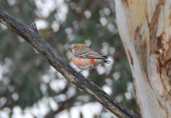 Epthianura tricolor