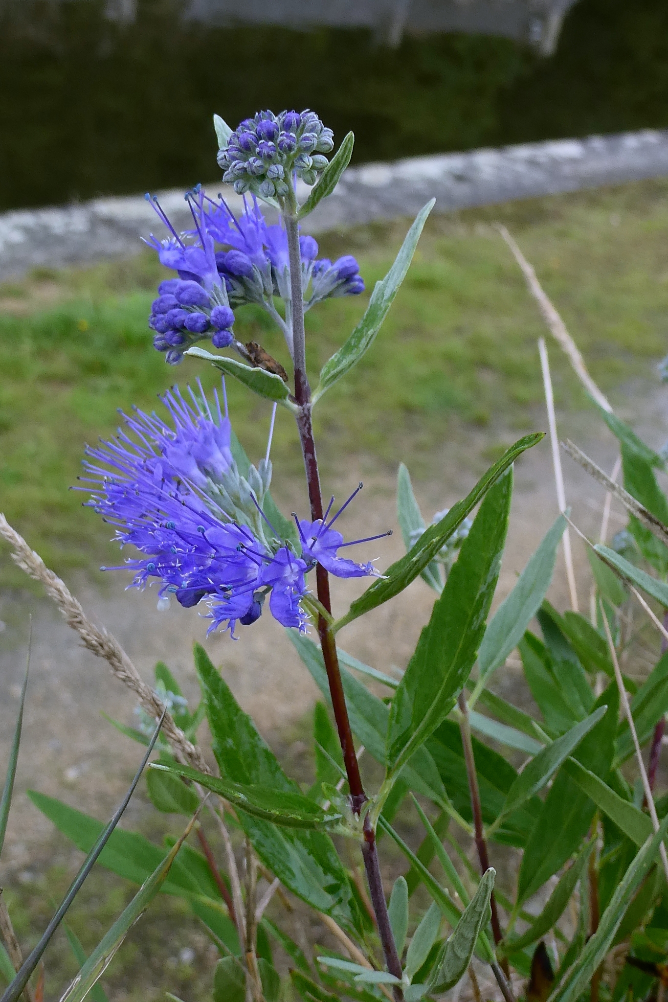 Blue Mist Spirea (Caryopteris ×)