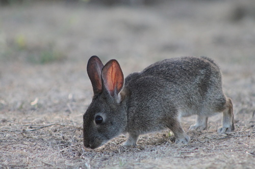 Brush Rabbit