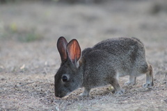 Brush Rabbit photo 4