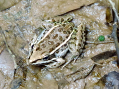 Lithobates magnaocularis