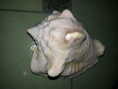 Macrostrombus costatus